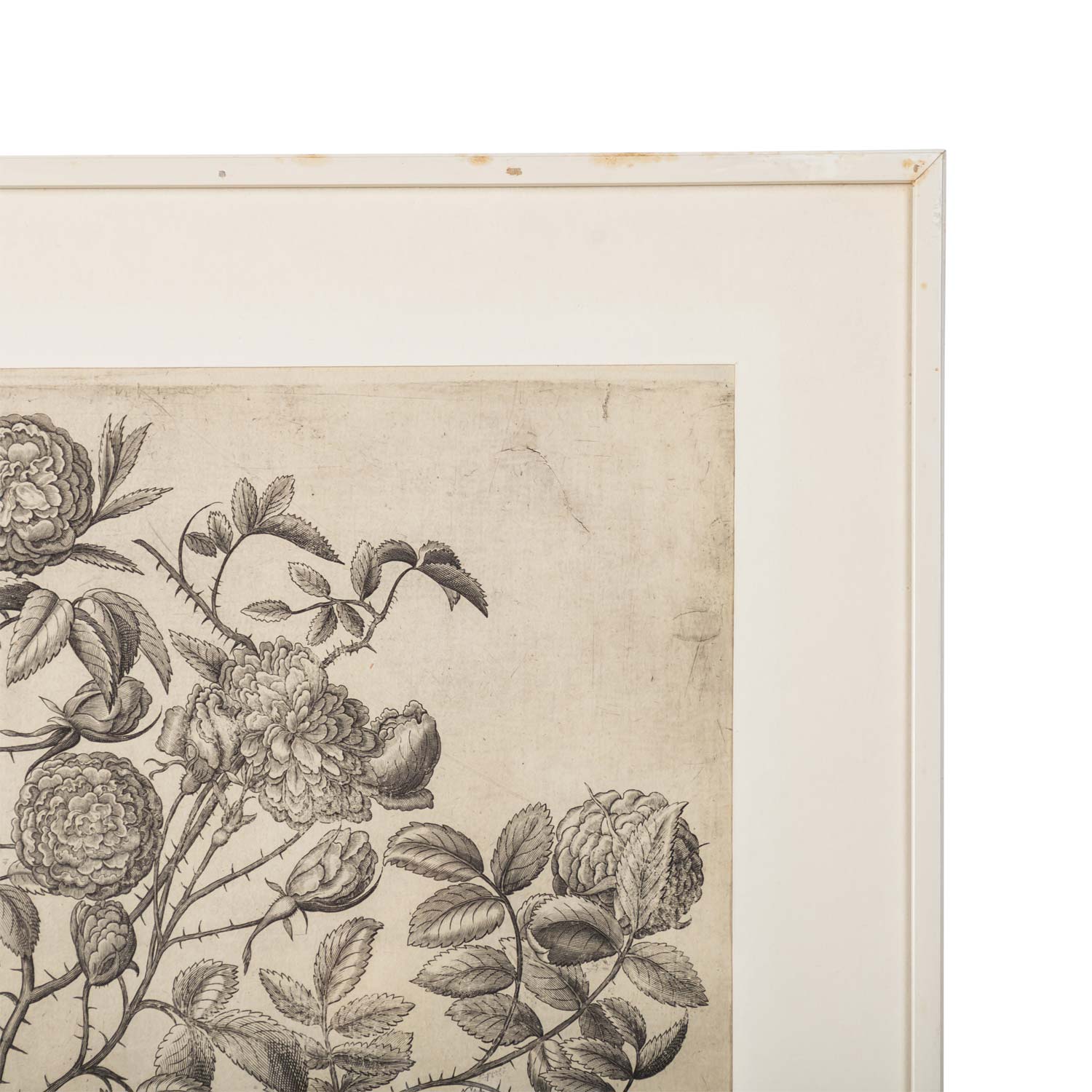 BESLER, BASILIUS, attr./nach (1561-1629), "Rosa Damascena flore pleno " aus "Hortus Eystettensis - G - Image 2 of 4