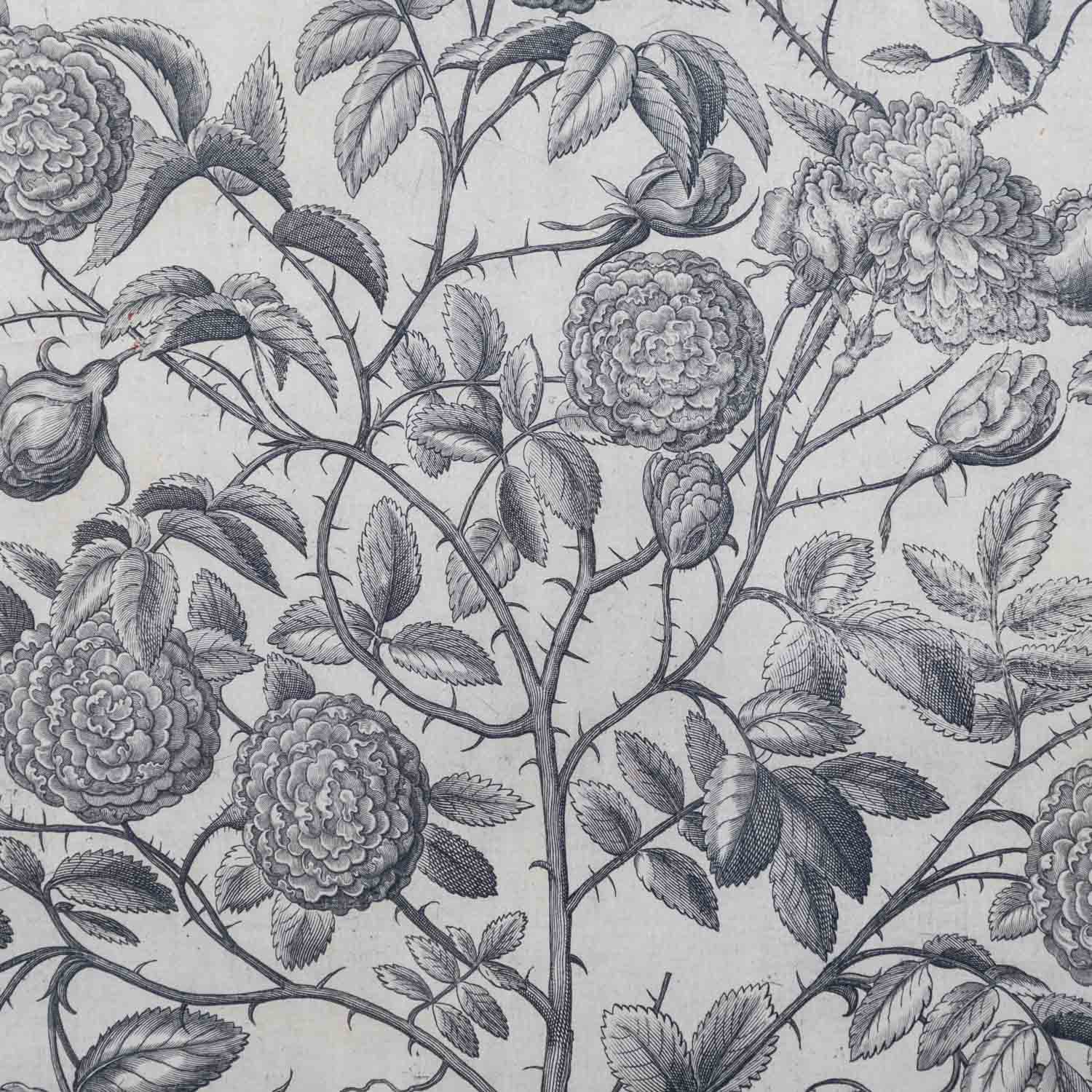 BESLER, BASILIUS, attr./nach (1561-1629), "Rosa Damascena flore pleno " aus "Hortus Eystettensis - G - Image 3 of 4