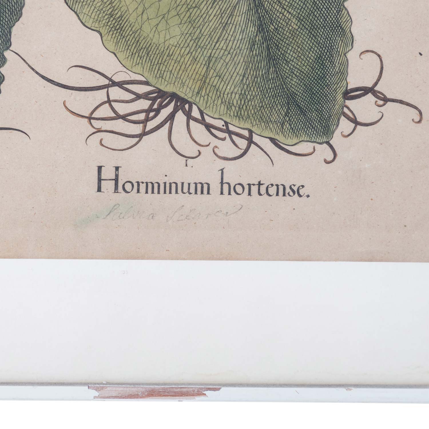 BESLER, BASILIUS, attr./nach (1561-1629), "Horminum hortense" aus "Hortus Eystettensis - Garten von - Image 5 of 10