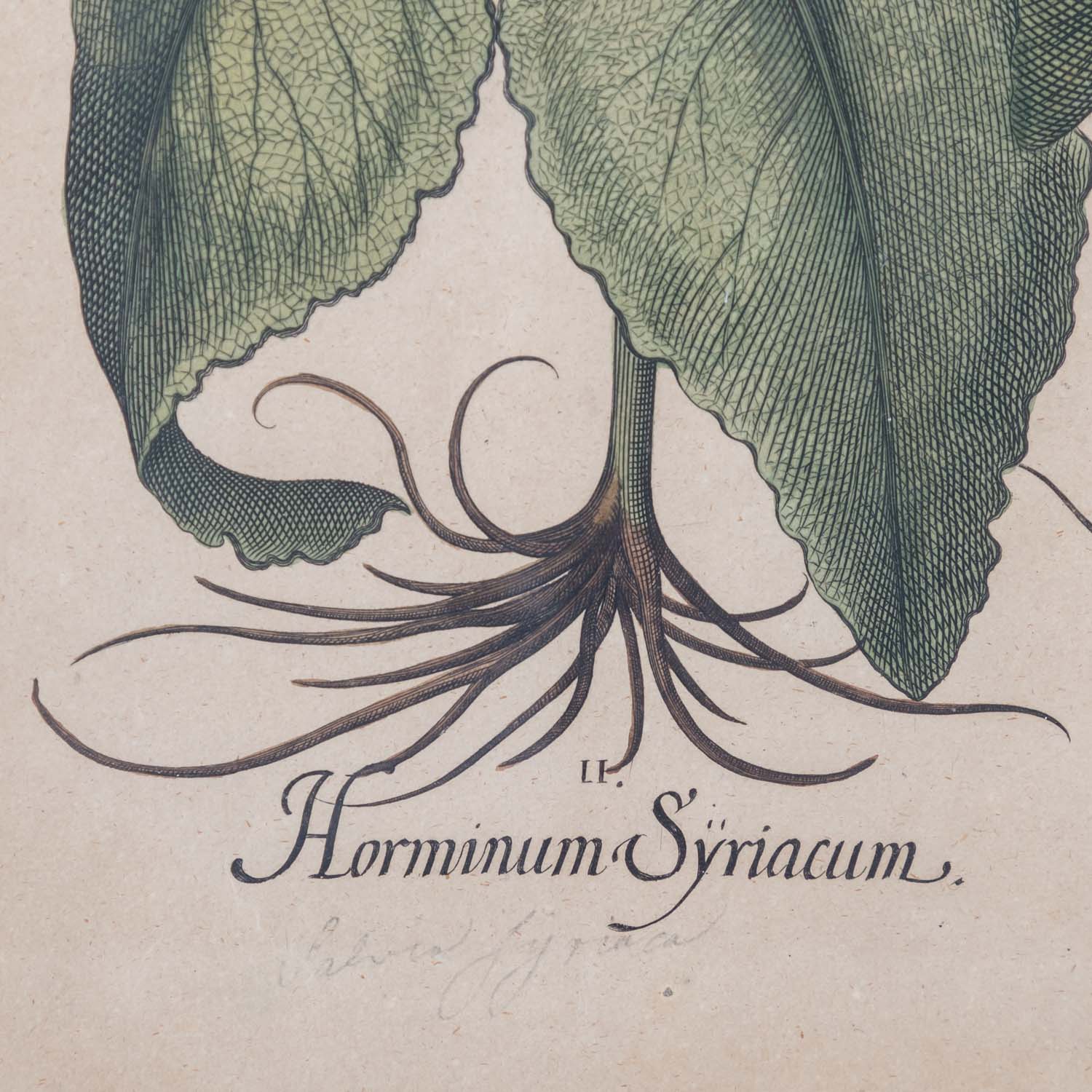 BESLER, BASILIUS, attr./nach (1561-1629), "Horminum hortense" aus "Hortus Eystettensis - Garten von - Image 7 of 10