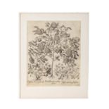 BESLER, BASILIUS, attr./nach (1561-1629), "Rosa Damascena flore pleno " aus "Hortus Eystettensis - G