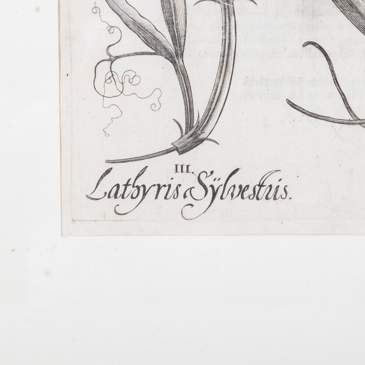 BESLER, BASILIUS, attr./nach (1561-1629), "Lachryma Iobi" aus "Hortus Eystettensis - Garten von Eich - Image 3 of 8