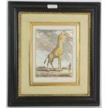 Set of five modern reproduction French prints in colours depicting animals, in part-gilt graduated