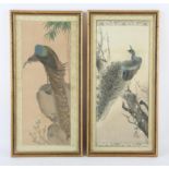 Two Japanese Kacho-ga pictures; one depicting a peacock perched in a prunus tree; the other,