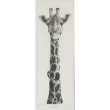 Gary Hodges (British, b. 1954), 'Masai Giraffe with Oxpecker', limited-edition print, ed. 302/850,