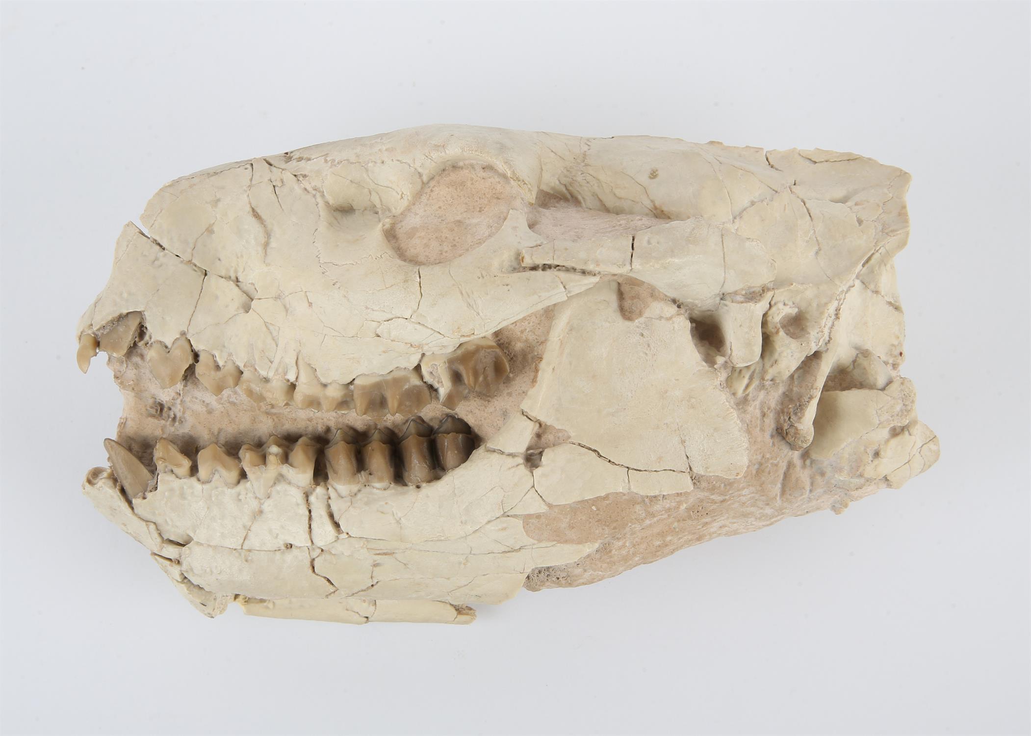 Unknown, Fossil scull in matrix, possibly hyena, 18cm x 12cm x 7cm