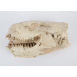 Unknown, Fossil scull in matrix, possibly hyena, 18cm x 12cm x 7cm