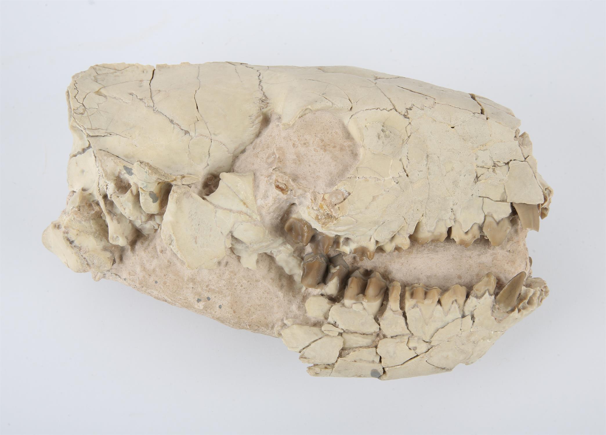 Unknown, Fossil scull in matrix, possibly hyena, 18cm x 12cm x 7cm - Image 2 of 2