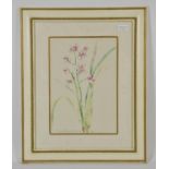 Zarina Stewart-Clark, pair of signed botanical prints 2002. Framed and glazed 35.5x25cm (2)