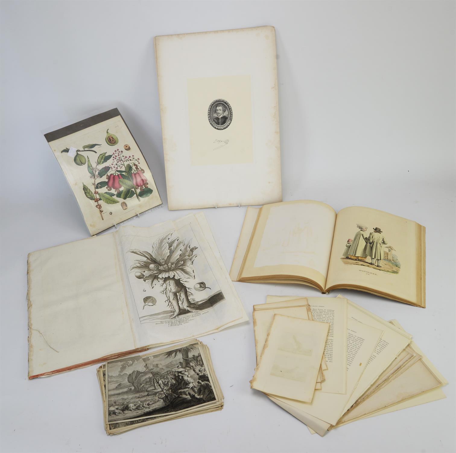 A group of assorted prints and engravings Including flora and fauna, portraiture,