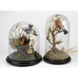 Two victorian glass domes and tands, with taxidermy birds and grasses within (2)