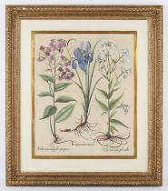 After Basilius Besler, 'Iris Pratenis Maior', Viola Mastronalis Flore, hand coloured copper