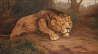 Manner of Geza Vastagh, Lion waiting to pounce, oil on board, 37 x 66cm. Framed.