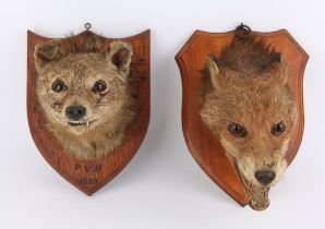 Victorian mounted fox mask, the plaque marked P. V. H. 1889, and another with a label for Allen &