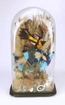 A Taxidermy scene of a kingfisher and chicks, 19th Century, under a glass dome, 55cm high,