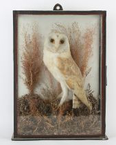 Taxidermy. A glass cased barn owl, seated on a stump in a naturalistic landscape,