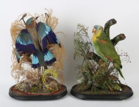 Pair of taxidermy models of a parrot and a jay, 19th Century, under glass domes, on wooden bases,