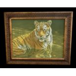 Limited edition Stephen Gayford print No707 Tiger in Jungle River in frame 49.5x39.5cm