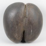 A Coco de Mer sea coconut seed.