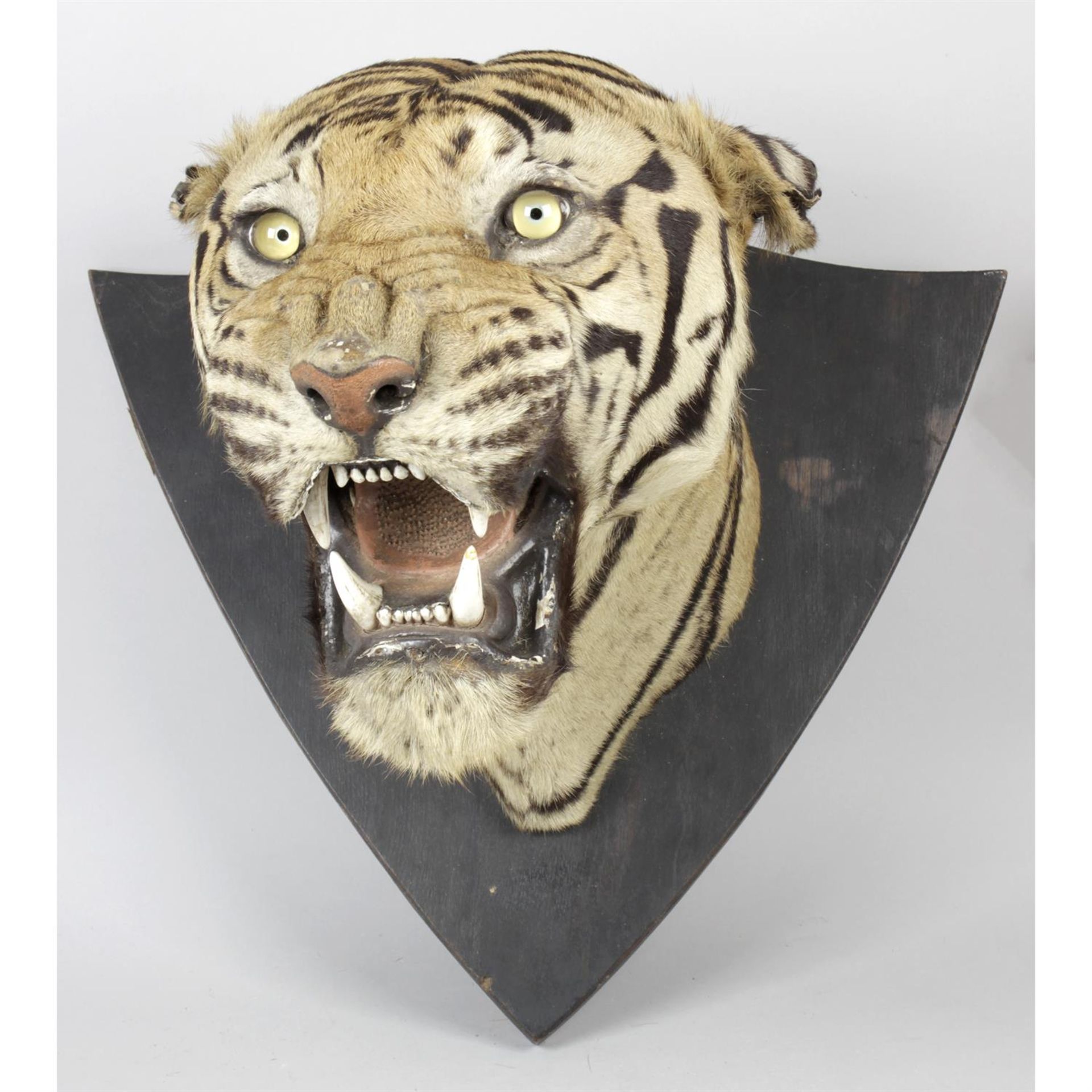 An early 20th century mounted taxidermy tigers head trophy.