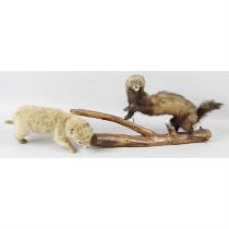 Two taxidermy ferret