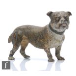 An early 20th Century Franz Bergman cold painted bronze figure of a bulldog, modelled in standing