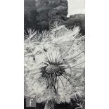 Unknown - 'The Dandelion Clock', mixed media, ink and graphite drawing, framed, 41cm x 23cm, frame