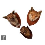 A taxidermy fox's head, with silver inscribed plaque 'N.H.H found at Rockspole, killed at
