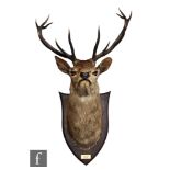 A large 1920s taxidermy stag's head by Peter Spicer & Sons, Taxidermists, Leamington,