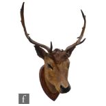 An early 20th Century taxidermy study of a stag's head, mounted on a mahogany shield, traces of