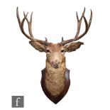 A large Edwardian taxidermy study of a stag's head, inset glass eyes, on an oak shield plinth,