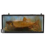 A taxidermy study of a chub in naturalistic setting, ebonised rectangular case, height 27cm x