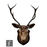 An early 20th Century taxidermy study of a stag head, unlabelled, neck mount on an oak shield