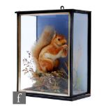 A late 19th to early 20th Century taxidermy study of a red squirrel, holding an acorn and sat on a