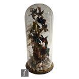 A Victorian taxidermy study of ten birds of paradise, in naturalistic setting and seashells to the