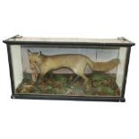 Taxidermy: A cased model of a Fox with Bird in mouth, in naturalistic woodland setting. (1)