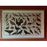 After N.W. Casa Prints:ÿ A pair of coloured Bird Prints, "Game Birds, Woodpecker, Pigeon, etc.," and