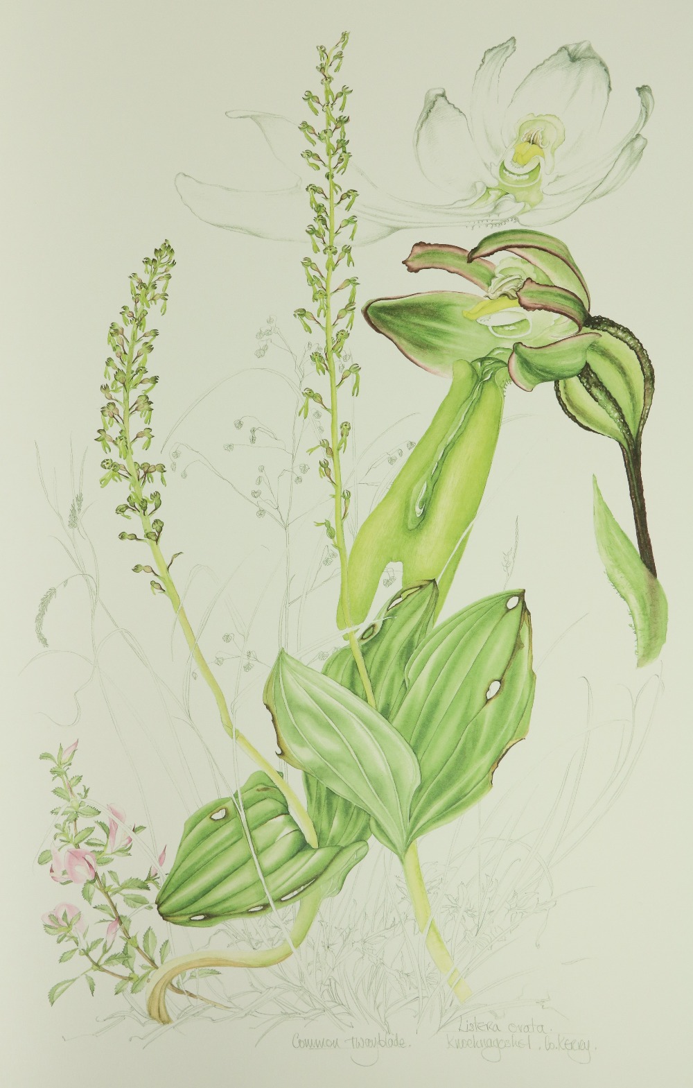 Sex (Susan) illus & Sayers (Brendan) Ireland's Wild Orchids, folio. Belfast (Nicholson & Bass) - Bild 3 aus 5