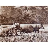 After C.P. Beyers Photographs:ÿÿ ÿA set of 6 Photographic Prints of Safari Animals in natural