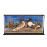 Taxidermy: A pair of stuffed and mounted Shoveler Ducks, in naturalistic surroundings painted