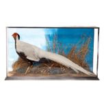 Taxidermy: A cased Silver Pheasant, stuffed and mounted in a naturalistic surrounding, in glass