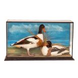 Taxidermy:ÿÿA cased and mounted pair of Shelducks, standing in naturalistic surroundings with