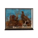 Taxidermy: A pair of stuffed and mounted Grouse, in naturalistic surroundings in glass case,