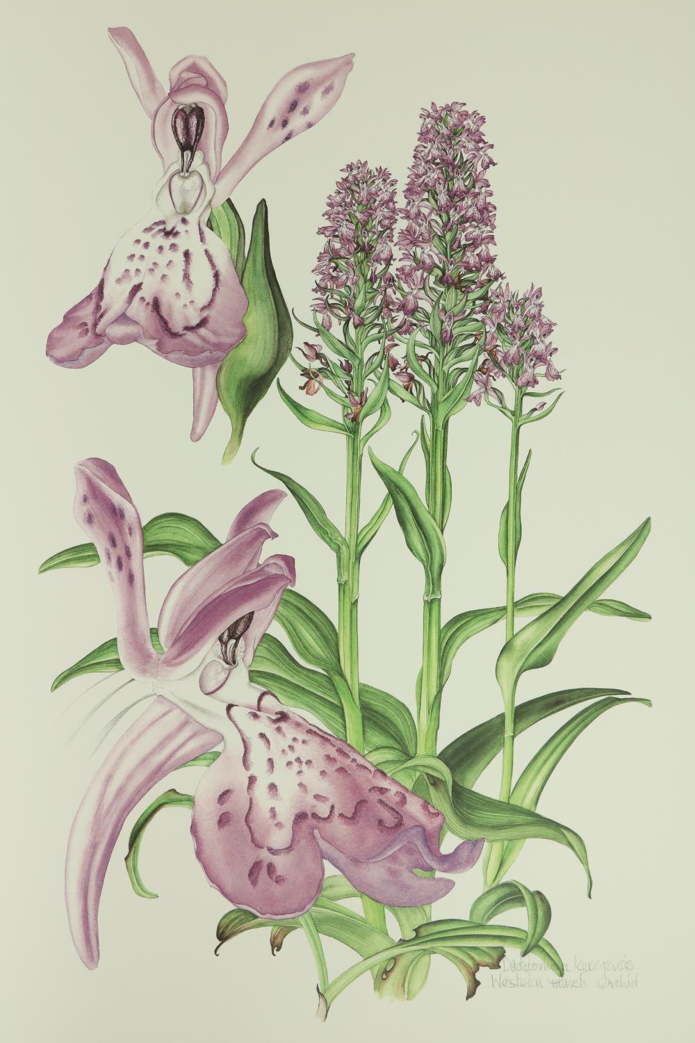 Sex (Susan) illus & Sayers (Brendan) Ireland's Wild Orchids, folio. Belfast (Nicholson & Bass) - Bild 4 aus 5