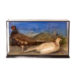 Taxidermy:ÿÿA cased stuffed pair of Hen and Cock Pheasant, in naturalist setting, glazed, 74cms wide