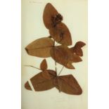 Botanical Interest:  A folio Album of dried floral and other plant specimens, c. 1900, including