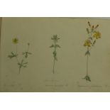 Fine Original Mid-Nineteenth Century Drawings Botanical Watercolours: An oblong 8vo Mid-19th Century