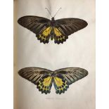 Important Collection of Original Drawings of Butterflies & Moths Wagentreiser (Chas. E.O.) A large