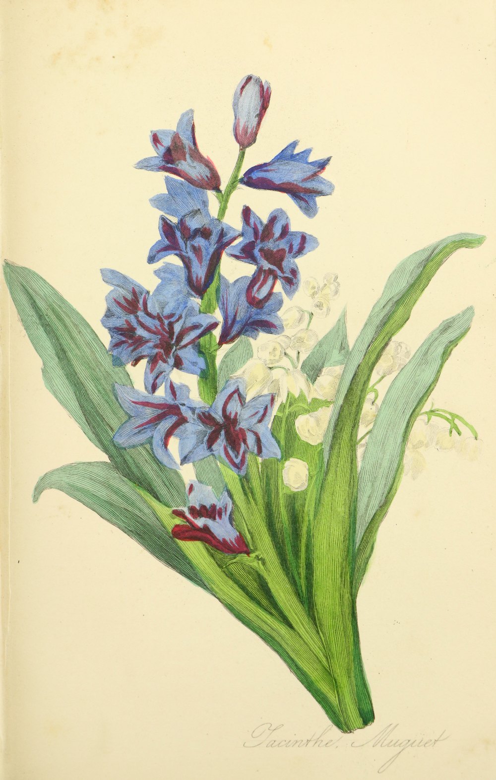 Attractive Hand-Coloured Plates de la Tour (Mme. Charlotte) Le Langage Des Fleurs, sm. 8vo Paris - Image 3 of 3