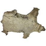 An old Polar Bear Skin Rug, 183cms (72") as is. (1)